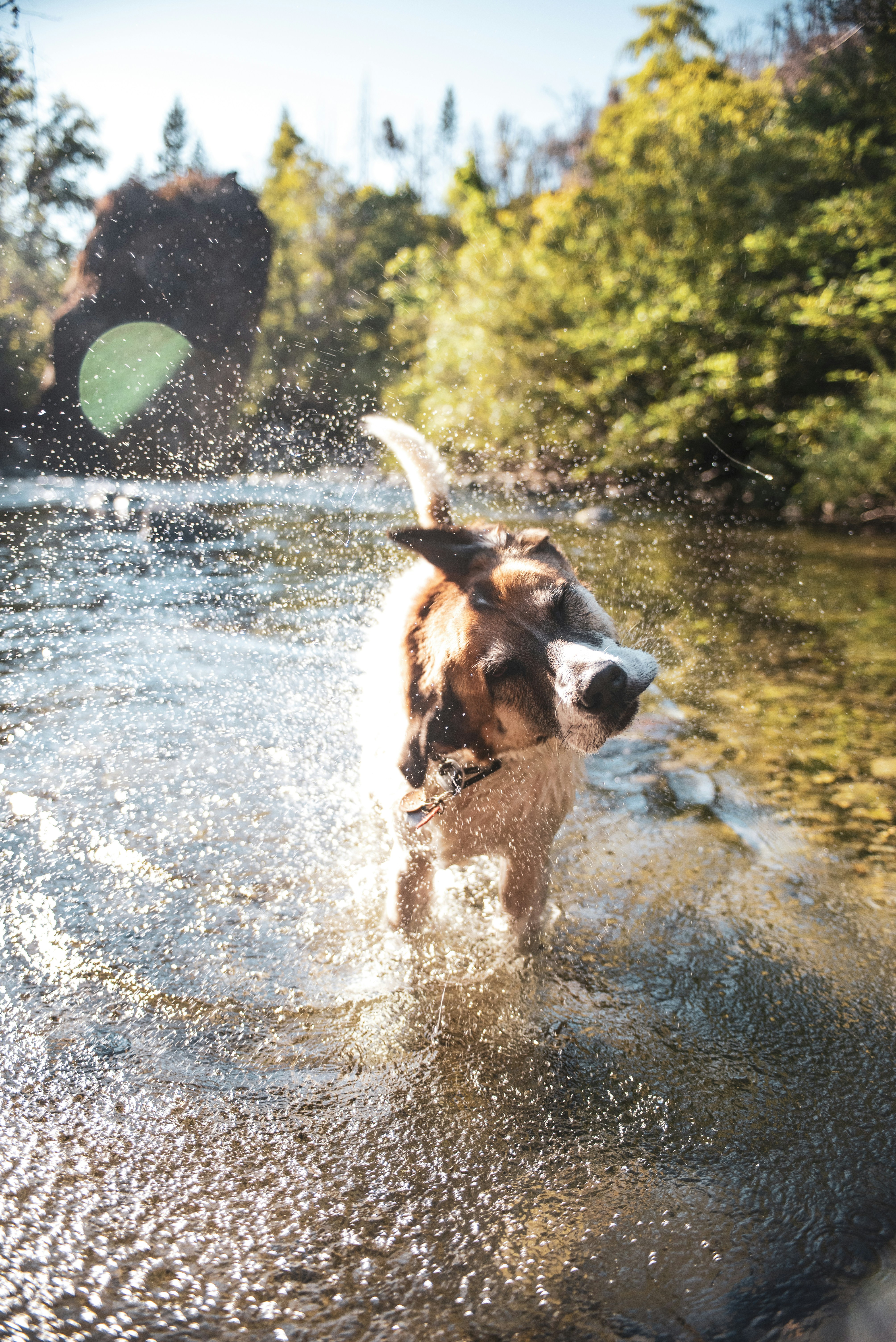 Dog standing in the river at Minnehaha Off-Leash Recreation Area